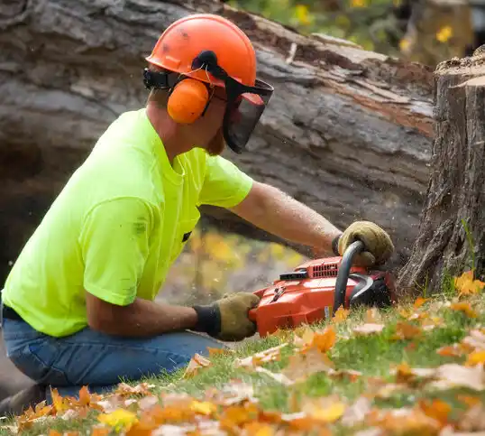 tree services Wilmington